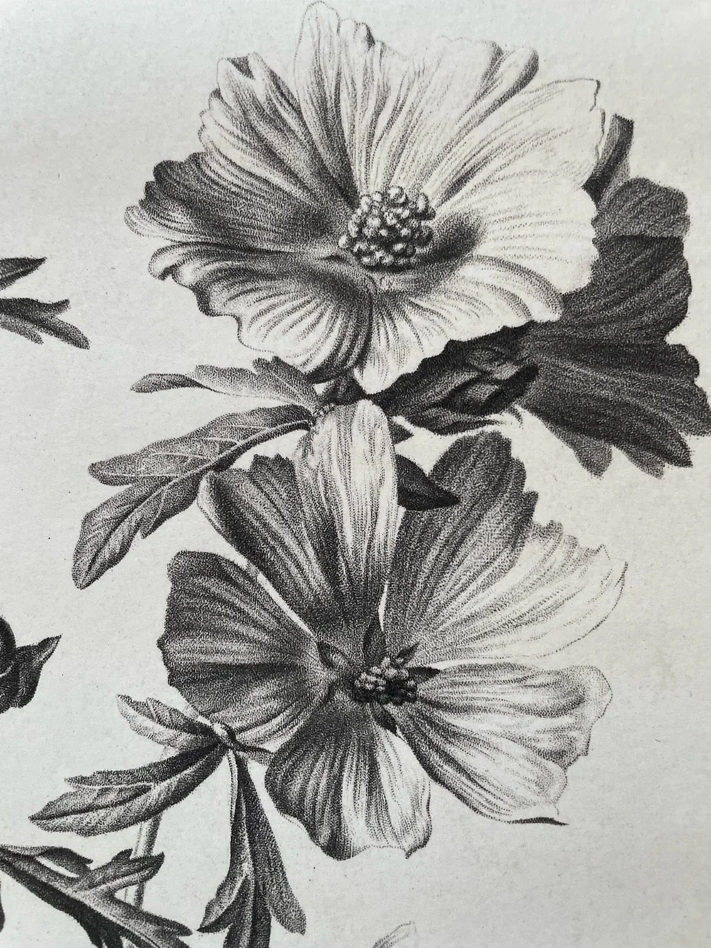 Large Botanical Floral Wall Art Print Illustration in Black and White